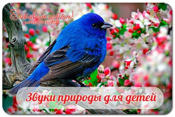 Звуки природы для детей. Звуки природы для детей.