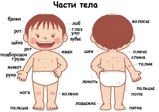 ЗАГАДКИ ПРО ЧАСТИ ТЕЛА