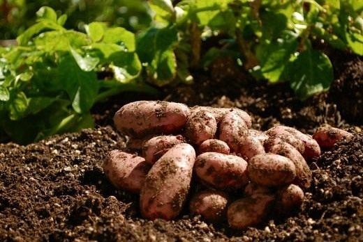 9 СОВЕТОВ ПО ВЫРАЩИВАНИЮ КАРТОФЕЛЯ.