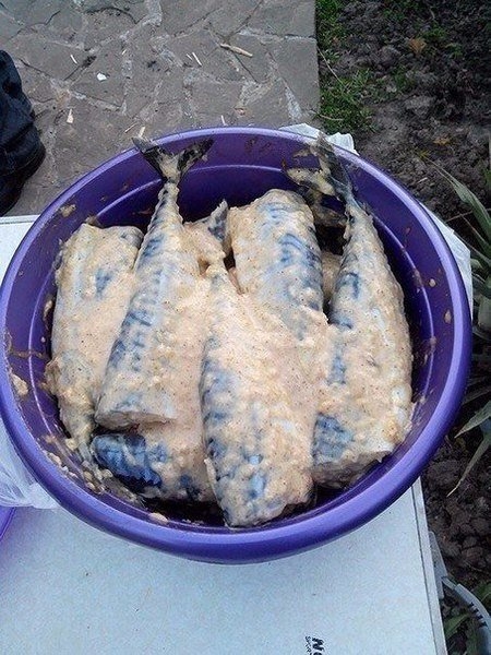 СКУМБРИЯ НА МАНГЛЕ СКУМБРИЯ НА МАНГЛЕ