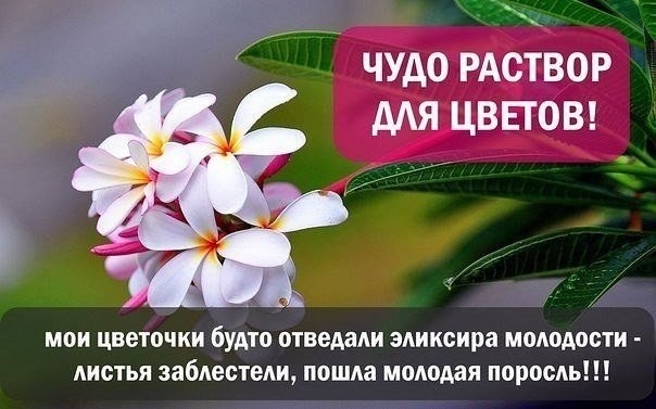 ЧУДО РАСТВОР ДЛЯ ЦВЕТОВ! ЧУДО РАСТВОР ДЛЯ ЦВЕТОВ!