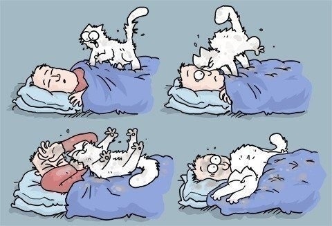 Если в доме нет кота, Если в доме нет кота,