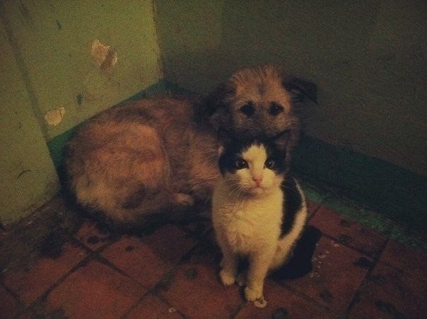 Зайдя к другу в подъезд, я увидел кошку и щенка, которые грелись прижавшись друг к дружке, я хотел п
