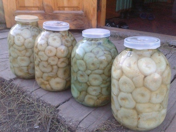 Солёные грузди. Надёжный рецепт!