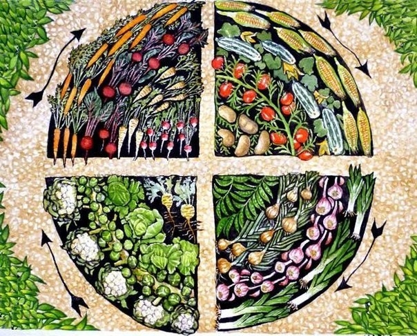 Что такое севооборот?