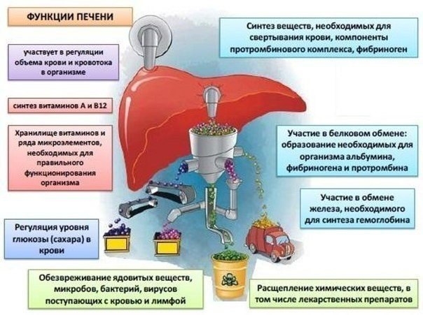 Печень - очень важный орган, к тому же в единственном числе, поэтому и заботиться о ней нужно правил Печень - очень важный орган, к тому же в единственном числе, поэтому и заботиться о ней нужно правил