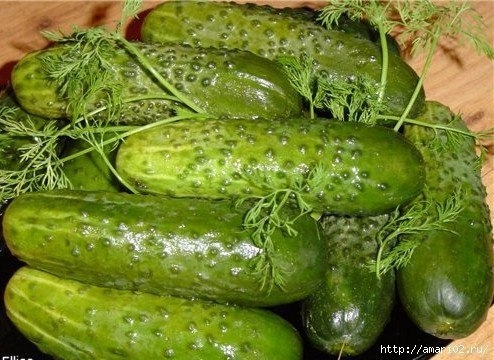 ДВА РЕЦЕПТА МАЛОСОЛЬНЫХ ОГУРЦОВ