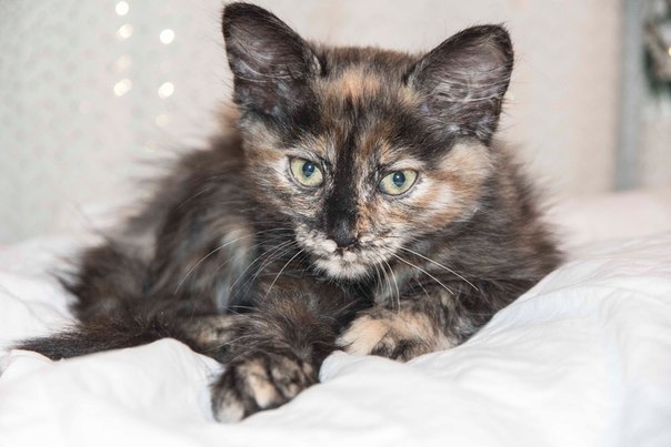 Неординарных ценителей кошачьей красоты ждут два Коточуда