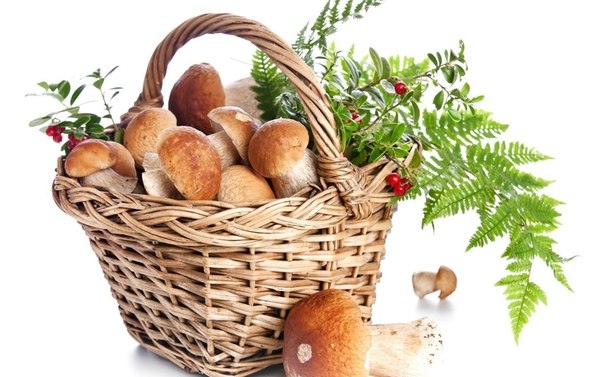 ДЕСЯТЬ РЕЦЕПТОВ ПРИГОТОВЛЕНИЯ БЛЮД ИЗ ГРИБОВ