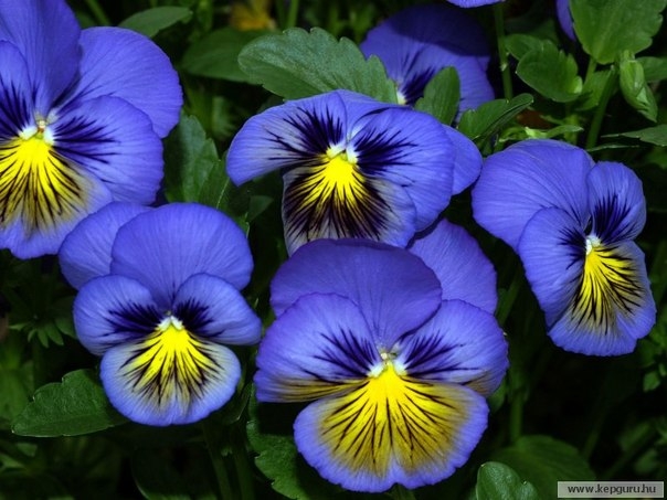 Анютины глазки — красиво, как в сказке! Анютины глазки — красиво, как в сказке!