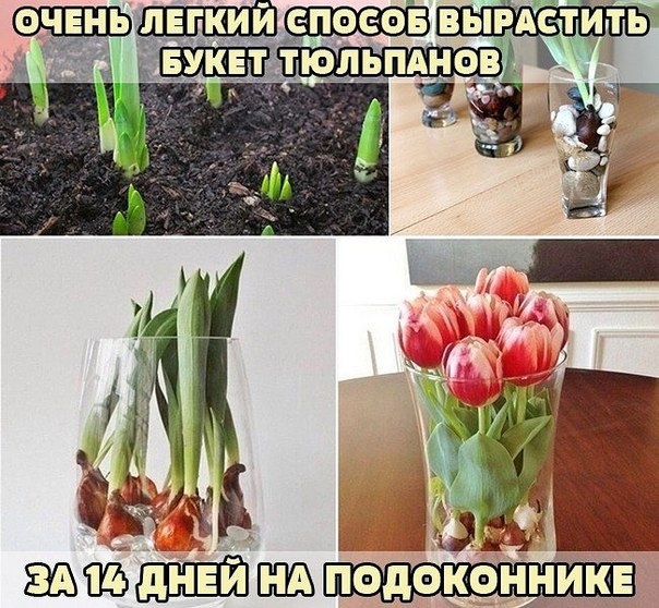 За сколько вырастают тюльпаны