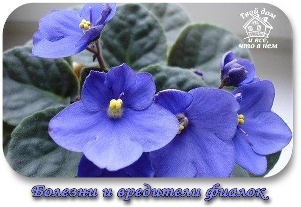 БОЛЕЗНИ И ВРЕДИТЕЛИ ФИАЛОК...