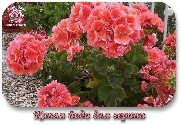 КАПЛЯ ЙОДА - И ВЫ НЕ УЗНАЕТЕ СВОЮ ГЕРАНЬ!