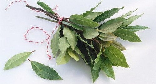 Мазь из лаврового листа для больной спины