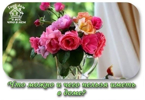 Что можно и чего нельзя иметь в доме? Что можно и чего нельзя иметь в доме?