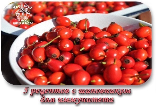 5 рецептов с шиповником для иммунитета
