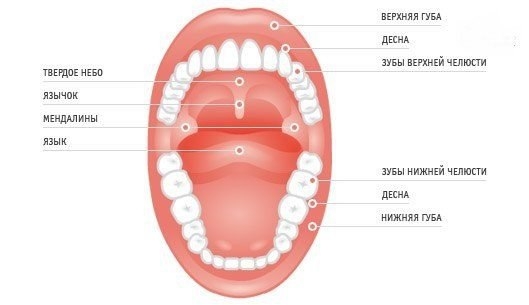 5 волшебных точек полости рта