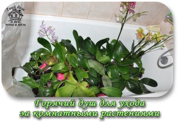 Горячий душ для ухода за комнатными растениями