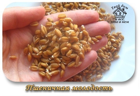 Пшеничная молодость Пшеничная молодость