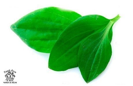 Рецепт для очищения легких курильщика