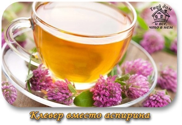 Клевер вместо аспирина