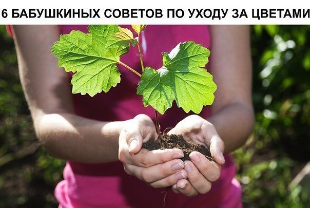 5 БАБУШКИНЫХ СОВЕТОВ ДЛЯ ЦВЕТОВ