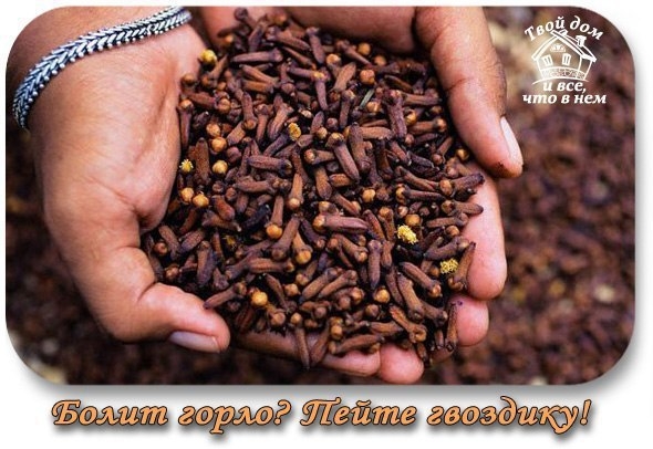 Болит горло? Пейте гвоздику!