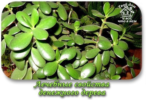 Лечебные свойства денежного дерева. Домашний доктор!