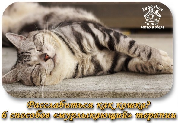 Расслабиться как кошка? 6 способов мурлыкающий терапии.