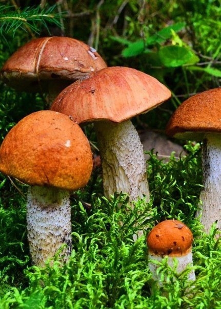 Уходит лето, не прощаясь, по-английски,