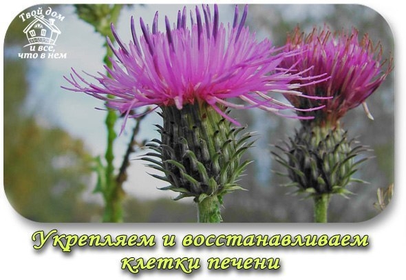 Эффективно укрепляем и восстанавливаем клетки печени.