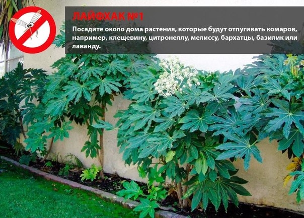 Лайфхаки для дачи, мы собрали лучшие! Лайфхаки для дачи, мы собрали лучшие!