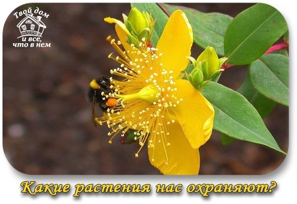 Какие растения нас охраняют?