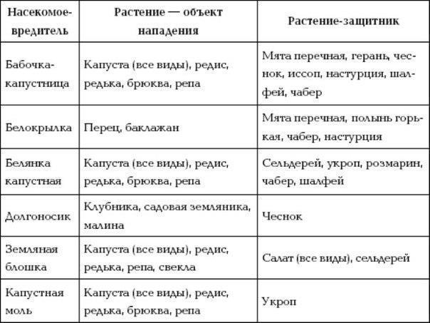 Сажаем с умом. Экономим не только место и время, но и получаем защиту от полезных соседей. Сажаем с умом. Экономим не только место и время, но и получаем защиту от полезных соседей.