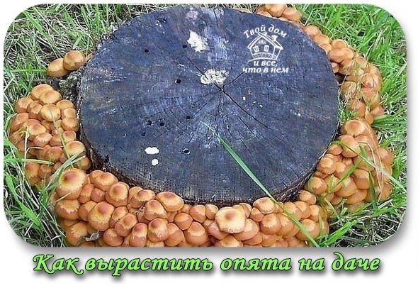 Как вырастить опята на даче.