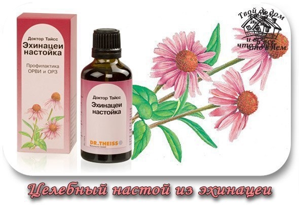 Целебный настой из эхинацеи.