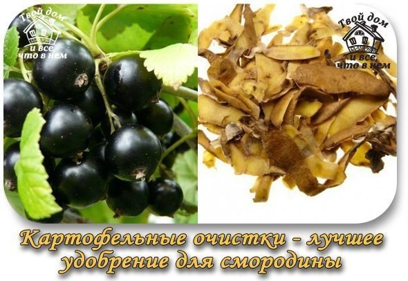 Картофельные очистки &mdash; самое лучшее удобрение для смородины