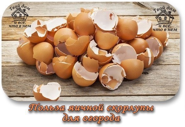 ПОЛЬЗА ЯИЧНОЙ СКОРЛУПЫ ДЛЯ ОГОРОДА