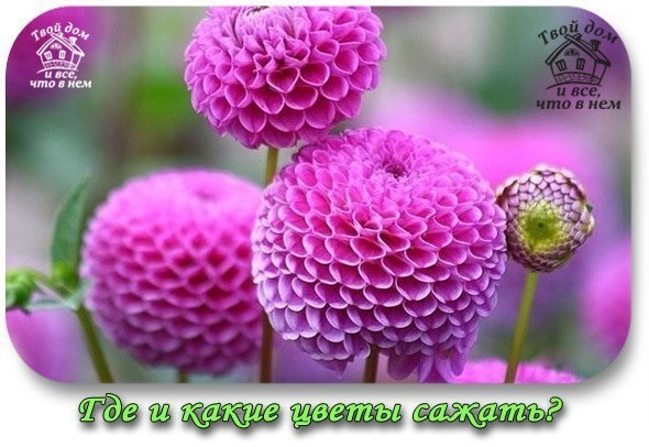 ГДЕ И КАКИЕ ЦВЕТЫ САЖАТЬ?