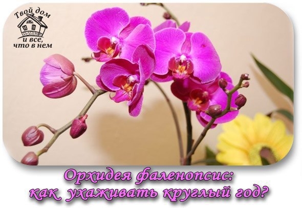 ОРХИДЕЯ ФАЛЕНОПСИС: КАК УХАЖИВАТЬ КРУГЛЫЙ ГОД? ОРХИДЕЯ ФАЛЕНОПСИС: КАК УХАЖИВАТЬ КРУГЛЫЙ ГОД?