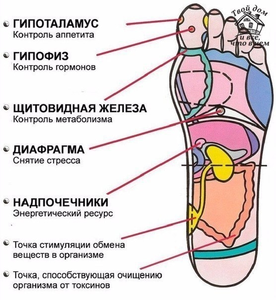 7 АКТИВНЫХ ТОЧЕК НА СТОПЕ ВЕРНУТ ВАС К ЖИЗНИ ЗА ПАРУ МИНУТ!
