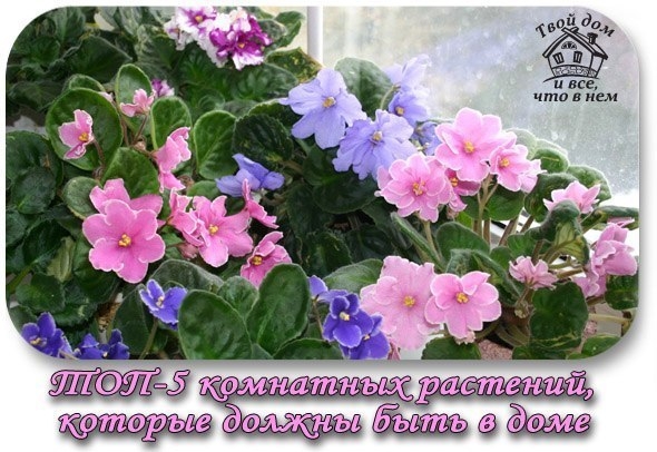 ТОП-5 комнатных растений, которые должны быть в каждом доме!