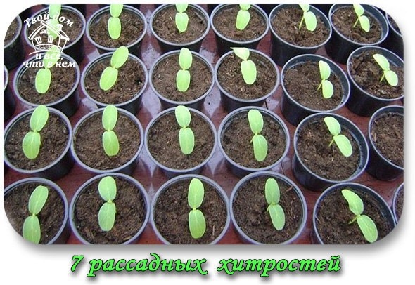 7 РАССАДНЫХ ХИТРОСТЕЙ