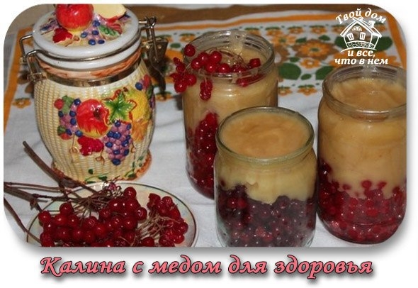 Калина с медом для здоровья