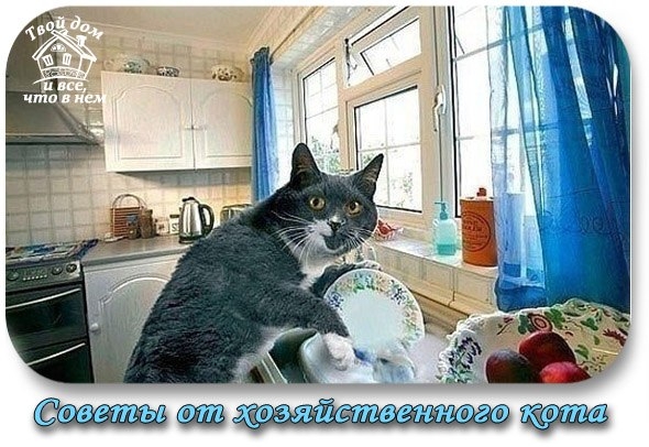 СОВЕТЫ ОТ ХОЗЯЙСТВЕННОГО КОТА