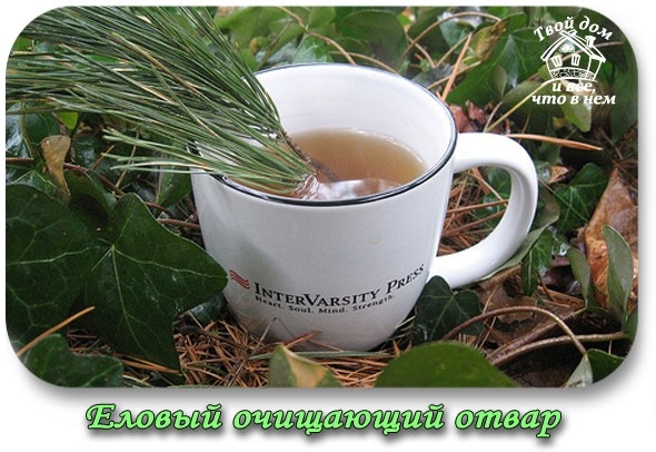 Еловый очищающий отвар