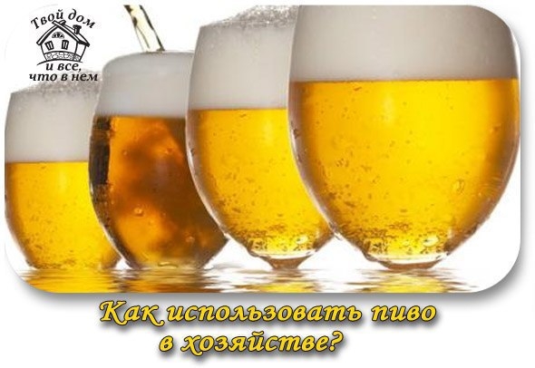 Как использовать пиво в хозяйстве?