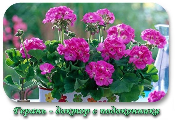 Герань - доктор с подоконника