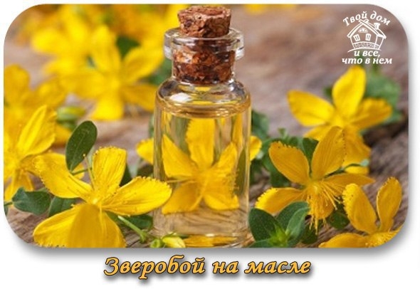 Зверобой на масле.