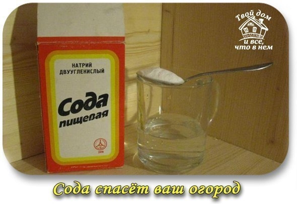 Сода спасёт ваш огород